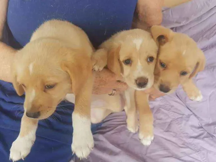 Cachorro ra a Vira-lata idade 1 ano nome Filhotes