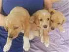 Cachorro raça Vira-lata idade 1 ano nome Filhotes