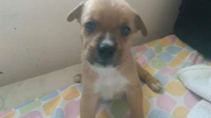 Cachorro ra a boxer e srd idade Abaixo de 2 meses nome .