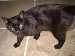 Gato raça SRD idade 1 ano nome Ágata