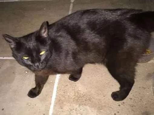 Gato ra a SRD idade 1 ano nome Ágata