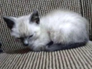 Gato raça SRD idade 2 a 6 meses nome Príncipe