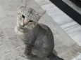 Miau