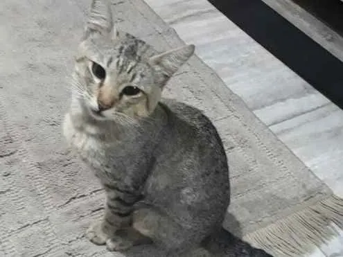 Gato ra a SRD idade 1 ano nome Miau