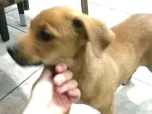 Cachorro raça  idade Abaixo de 2 meses nome Sem nome