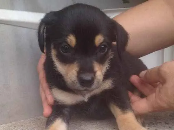 Cachorro ra a SRD idade Abaixo de 2 meses nome Filhotes 