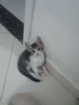 Riquinho