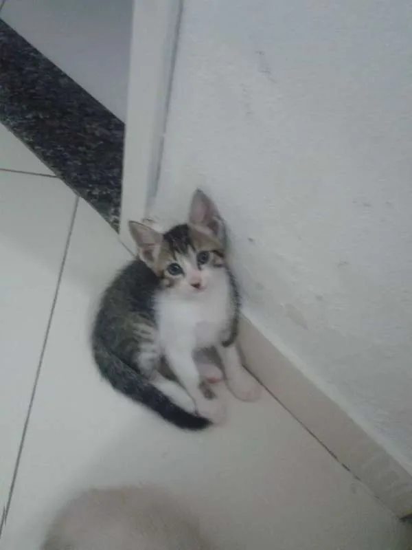 Gato raça mestiço idade Abaixo de 2 meses nome Riquinho