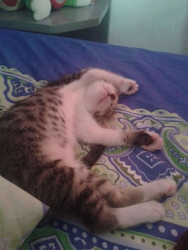 Gato raça mestiço idade Abaixo de 2 meses nome Riquinho