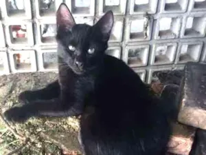 Gato raça RSD idade 1 ano nome Carvão GRATIFICA