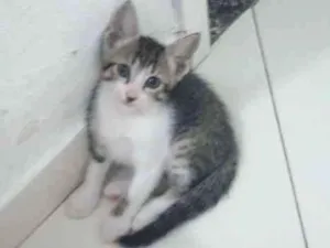 Gato raça mestiço idade Abaixo de 2 meses nome Riquinho