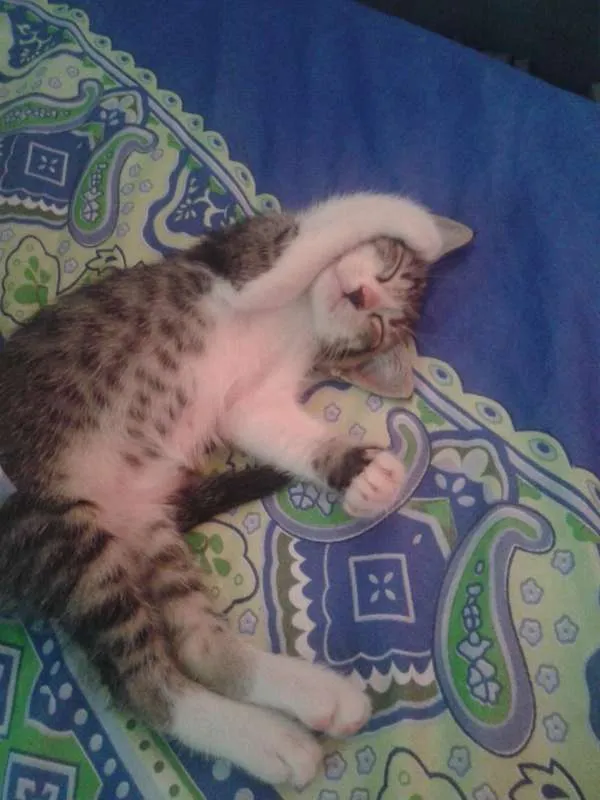 Gato raça mestiço idade Abaixo de 2 meses nome Riquinho