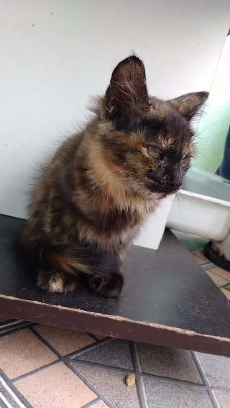Gato ra a  idade 2 a 6 meses nome Luna