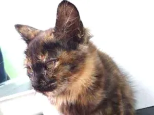 Gato raça  idade 2 a 6 meses nome Luna