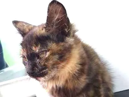 Gato ra a  idade 2 a 6 meses nome Luna