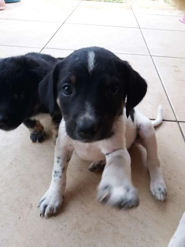 Cachorro ra a SRD idade Abaixo de 2 meses nome Pretinha