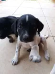 Pretinha