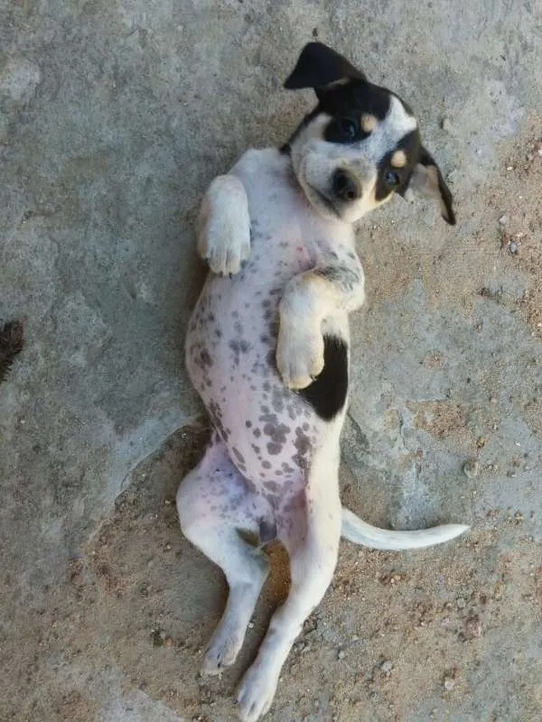 Cachorro ra a SRD idade Abaixo de 2 meses nome Pretinha