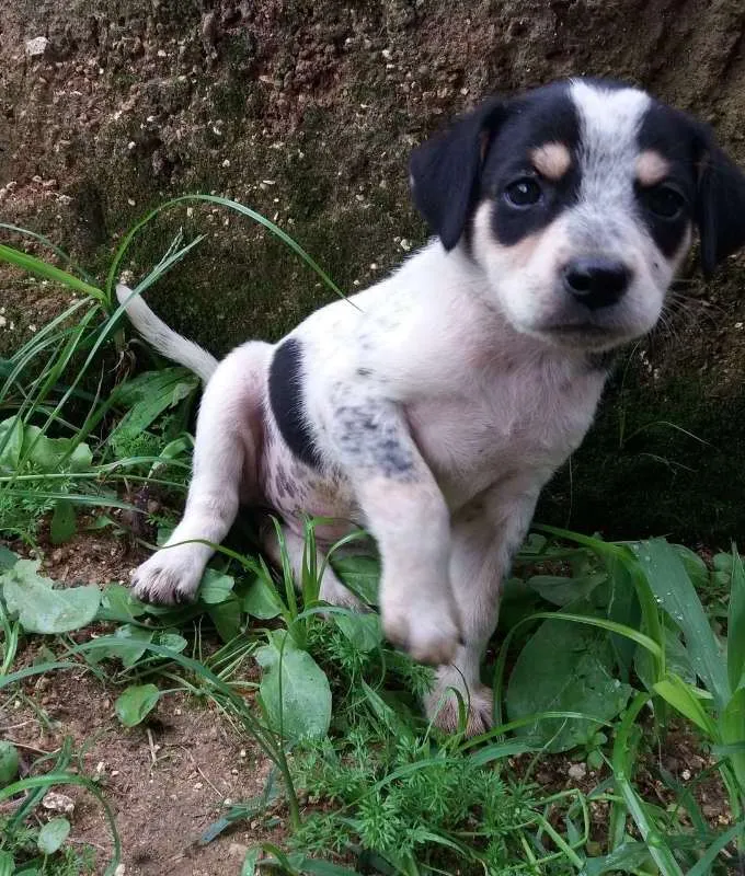 Cachorro ra a SRD idade Abaixo de 2 meses nome Pretinha