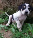 Pretinha