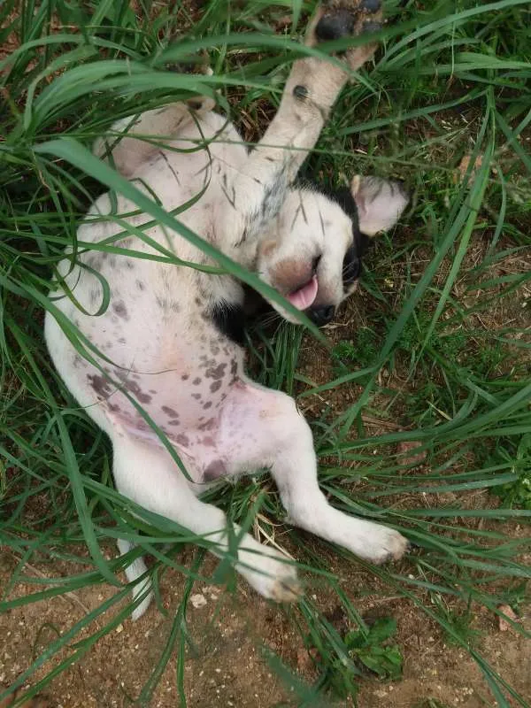 Cachorro ra a SRD idade Abaixo de 2 meses nome Pretinha
