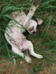 Pretinha