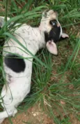 Pretinha