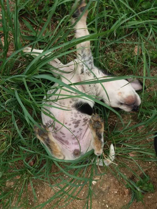 Cachorro ra a SRD idade Abaixo de 2 meses nome Pretinha