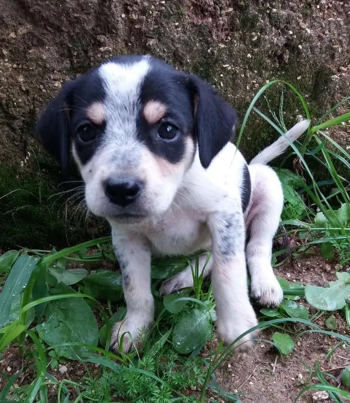 Cachorro ra a SRD idade Abaixo de 2 meses nome Pretinha