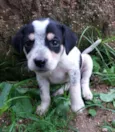 Pretinha