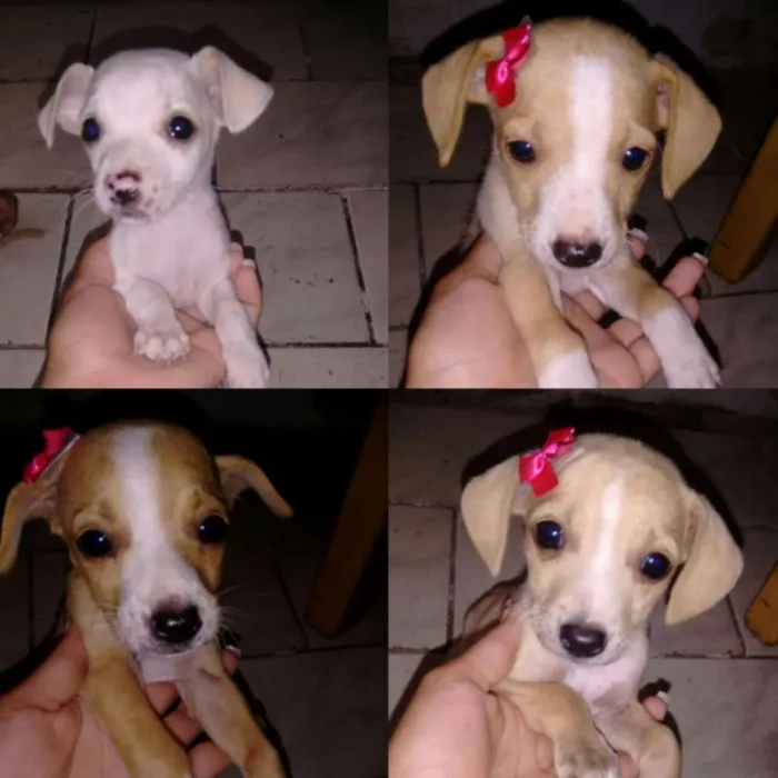 Cachorro raça Basset misturado com vira lata idade Abaixo de 2 meses nome sem nome