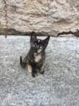 Gatos