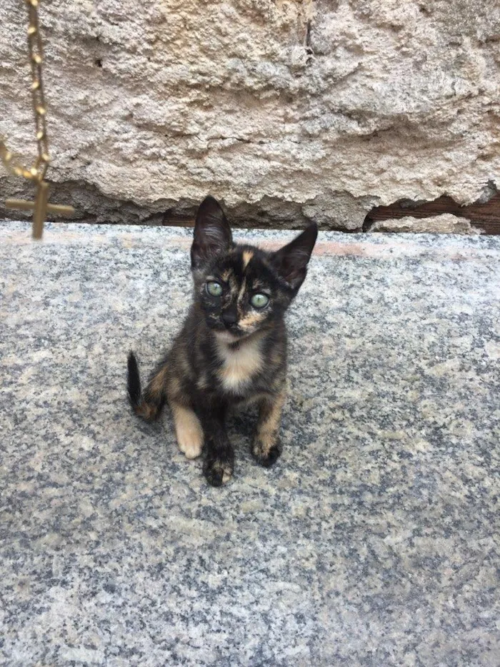 Gato ra a Gatos idade 2 a 6 meses nome Gatos