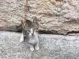 Gatos