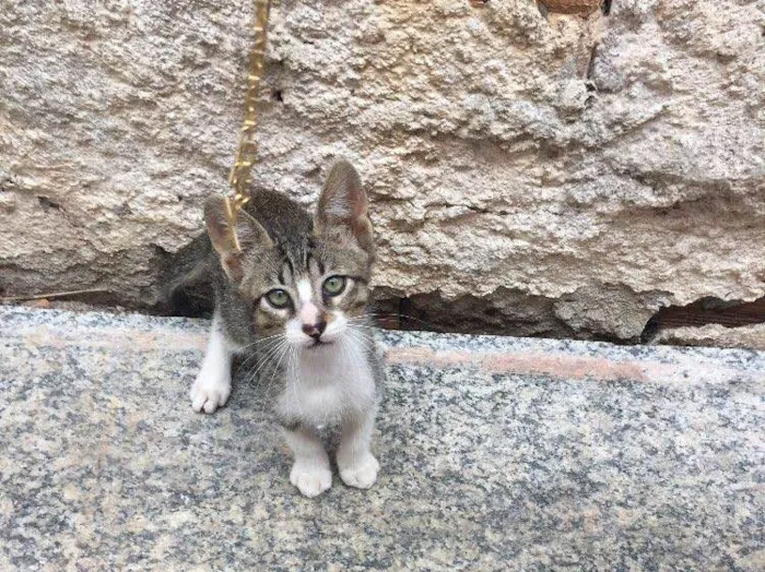 Gato ra a Gatos idade 2 a 6 meses nome Gatos