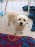Poodle