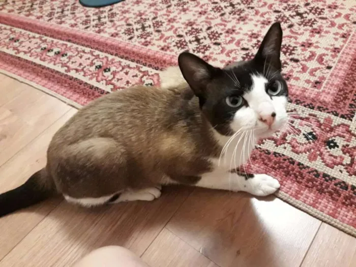 Gato ra a  idade 7 a 11 meses nome Brand