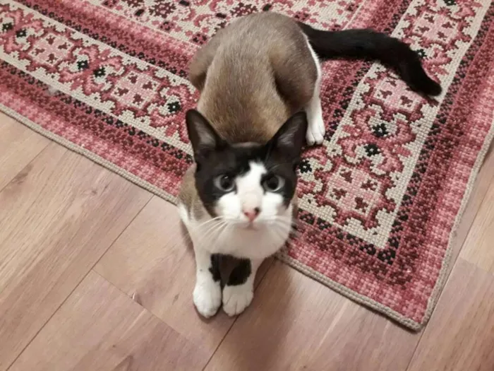 Gato ra a  idade 7 a 11 meses nome Brand