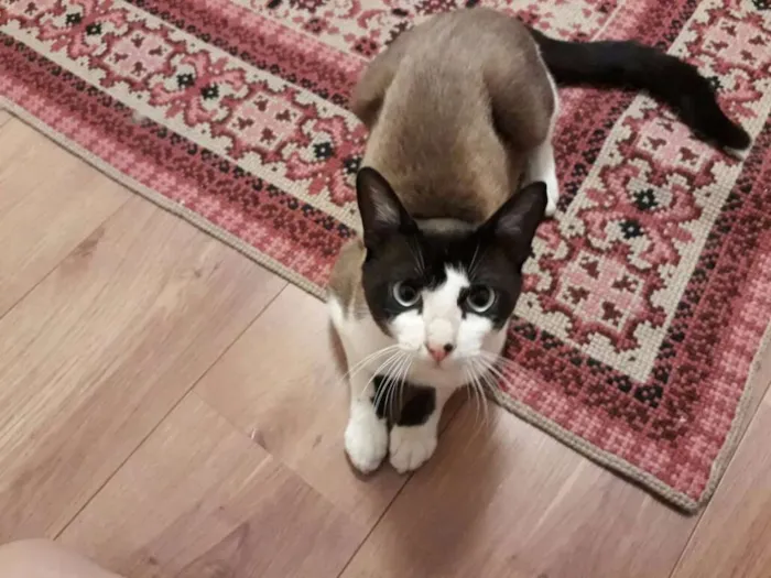 Gato ra a  idade 7 a 11 meses nome Brand