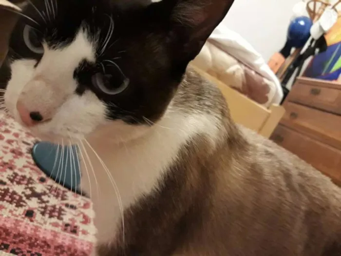 Gato ra a  idade 7 a 11 meses nome Brand