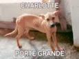 Charlotte
