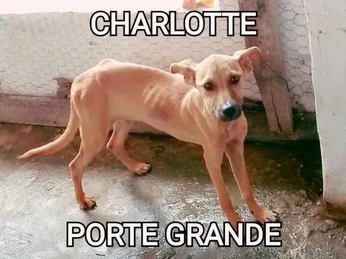 Cachorro raça Vira lata idade 2 a 6 meses nome Charlotte