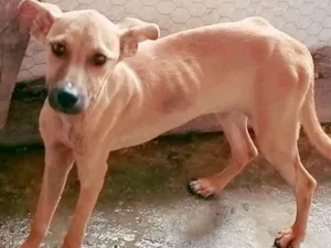 Cachorro raça Vira lata idade 2 a 6 meses nome Charlotte