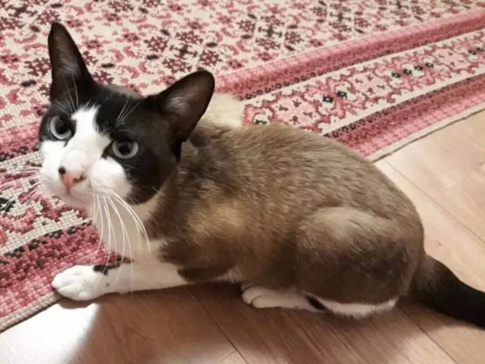 Gato ra a  idade 7 a 11 meses nome Brand