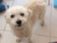 Poodle