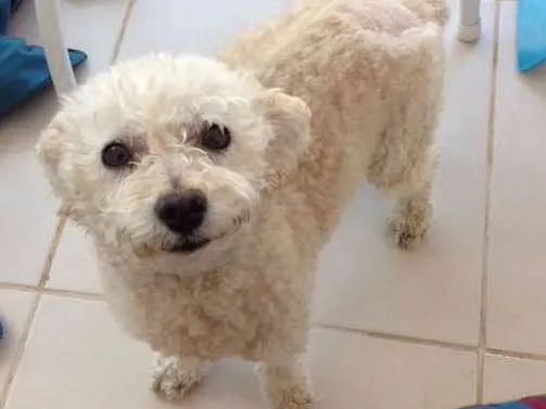 Cachorro ra a poodle idade 3 anos nome Poodle