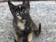 Gatos