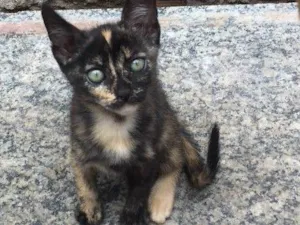 Gato raça Gatos idade 2 a 6 meses nome Gatos