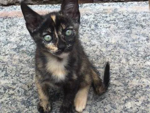 Gato ra a Gatos idade 2 a 6 meses nome Gatos