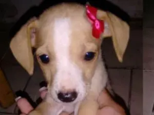 Cachorro raça Basset misturado com vira lata idade Abaixo de 2 meses nome sem nome